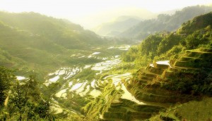 800px-Ifugao_Rice_Terraces